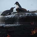 What Would Darwin Think? Man vs. Nature in the Galapagos